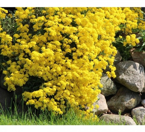 ALYSSUM GOLD POLLEN